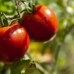 Plantas que hablan e insectos que las escuchan