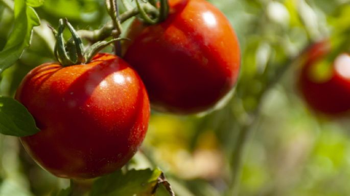 Plantas que hablan e insectos que las escuchan