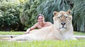 Foto ilustrativa de la nota titulada: Ligre, el espectacular felino que nace de la cruza entre un león y un tigre 