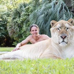 Ligre, el espectacular felino que nace de la cruza entre un león y un tigre 