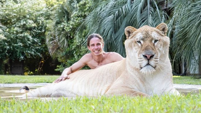 Ligre, el espectacular felino que nace de la cruza entre un león y un tigre 