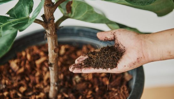 Abono de café: ¿cuándo usarlo y para qué sirve?