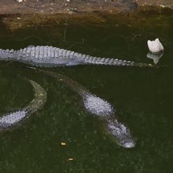 Confirman que hay 14 mexicanos en la cárcel para inmigrantes rodeada de cocodrilos 