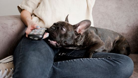 Los perros no solo tienen una serie favorita sino que la eligen según su personalidad