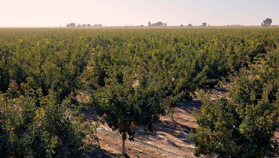 La impresionante fiebre por el "oro verde"