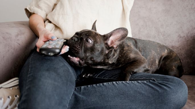 Los perros no solo tienen una serie favorita sino que la eligen según su personalidad
