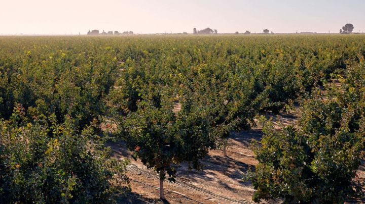 La impresionante fiebre por el "oro verde"