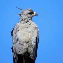 Avistaron una hermosa ave en peligro de extinción en Tunuyán