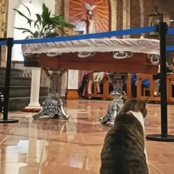 Murió un cura en Neuquén y su gato "Pascual" fue al velorio a despedirse 
