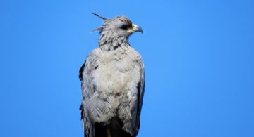 Avistaron una hermosa ave en peligro de extinción en Tunuyán