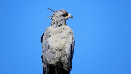 Avistaron una hermosa ave en peligro de extinción en Tunuyán