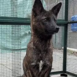 Dogxim, el extraño híbrido entre un perro y un zorro 