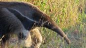 Foto ilustrativa de la nota titulada: Dónde queda el Parque Nacional que parece la sabana africana