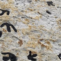 Los dinosaurios también bailaban para seducir: las pruebas