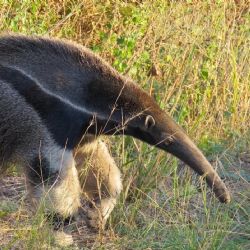 Dónde queda el Parque Nacional que parece la sabana africana