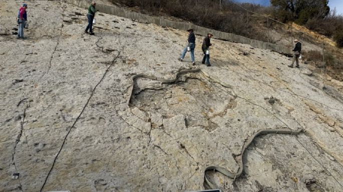 Los dinosaurios también bailaban para seducir: las pruebas