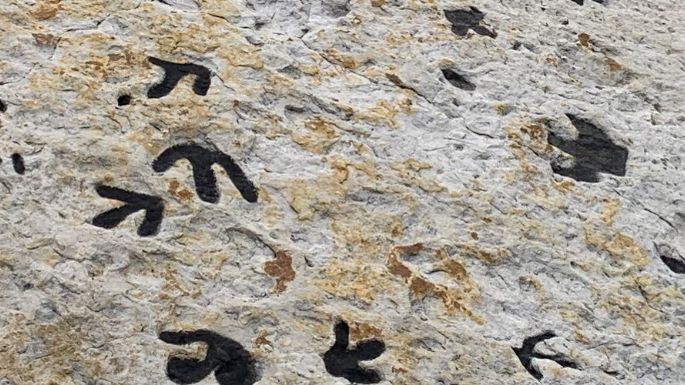 Los dinosaurios también bailaban para seducir: las pruebas