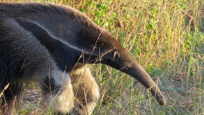 Dónde queda el Parque Nacional que parece la sabana africana