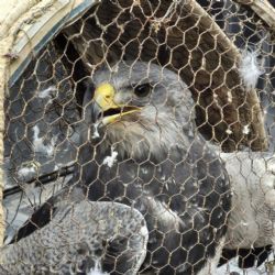 Intentaron vender un águila en peligro de extinción