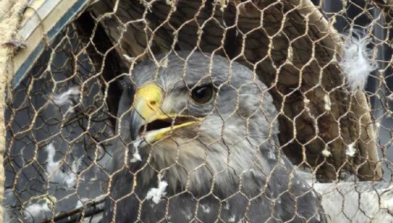 Intentaron vender un águila en peligro de extinción
