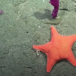 Por qué las estrellas de mar parecen tener "cola"