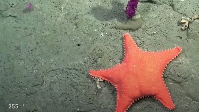 El Conicet explora el Cañón Submarino de Mar del Plata y lo transmite en vivo