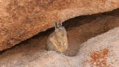 Foto ilustrativa de la nota titulada: Un tesoro nacional: el Parque Nacional con vicuñas y cóndores