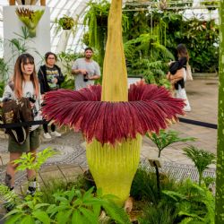 ¿Es posible cultivar la flor más apestosa del mundo?: detalles de este desafío
