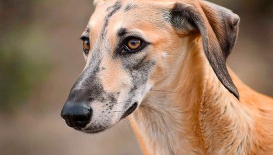 Sloughi, la raza de perros ancestral que está al borde de la extinción 