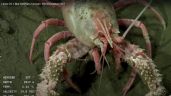 Foto ilustrativa de la nota titulada: Las impresionantes criaturas que encontró el Conicet en Mar del Plata