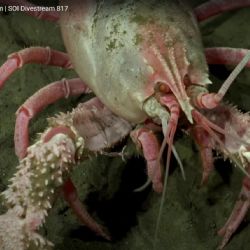 Las impresionantes criaturas que encontró el Conicet en Mar del Plata