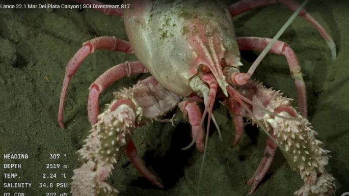 Las impresionantes criaturas que encontró el Conicet en Mar del Plata