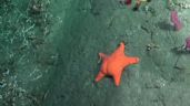 Foto ilustrativa de la nota titulada: La estrella de mar "culona" que es furor en las redes