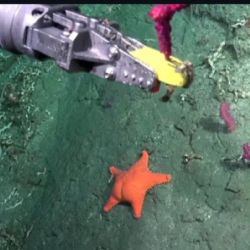La estrella de mar "culona" que es furor en las redes
