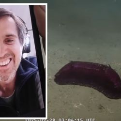 Mariano Martínez, el científico del Conicet que se especializa en pepinos de mar 