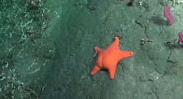 La "estrella culona" conquista The New York Times en un artículo viral