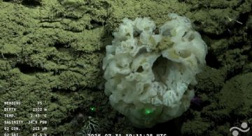 El streaming del Conicet desde el fondo del mar, entre los tres más vistos de Argentina 