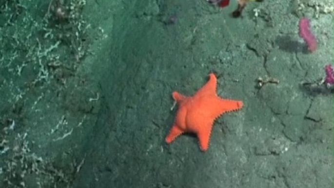 La estrella de mar "culona" que es furor en las redes