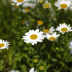 Cultivar manzanilla desde un saquito: el secreto para tu jardín y bienestar
