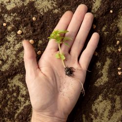 El truco para germinar semillas mucho más rápido