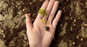 El truco para germinar semillas mucho más rápido