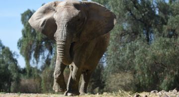 Kenya, la última elefante del ex Zoo, viaja a Brasil 