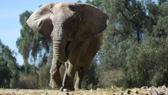 Kenya, la última elefante del ex Zoo, viaja a Brasil 