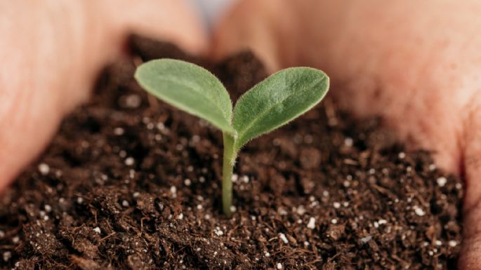 El truco para germinar semillas mucho más rápido