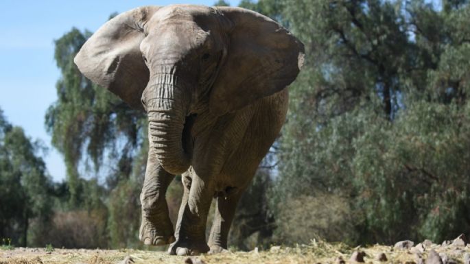Kenia, la última elefante del ex Zoo, viaja a Brasil 