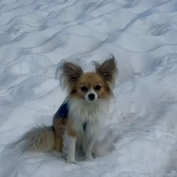 Un chihuahua salvó a su dueño de una muerte segura tras caer 8 metros en un glaciar