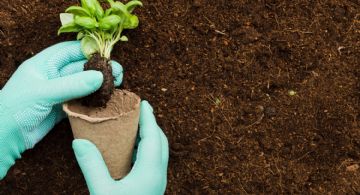 A tiempo: es hora de pensar en la huerta de verano