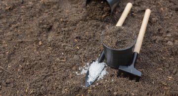 Cenizas en el jardín: un fertilizante natural para tus plantas