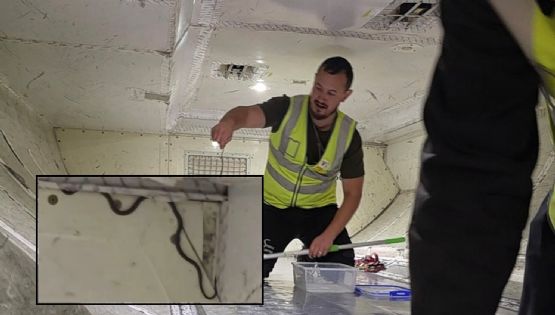 Suspendieron un vuelo tras encontrar una serpiente a bordo 