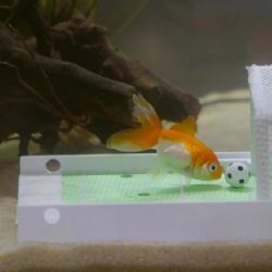 La sorprendente inteligencia de los peces